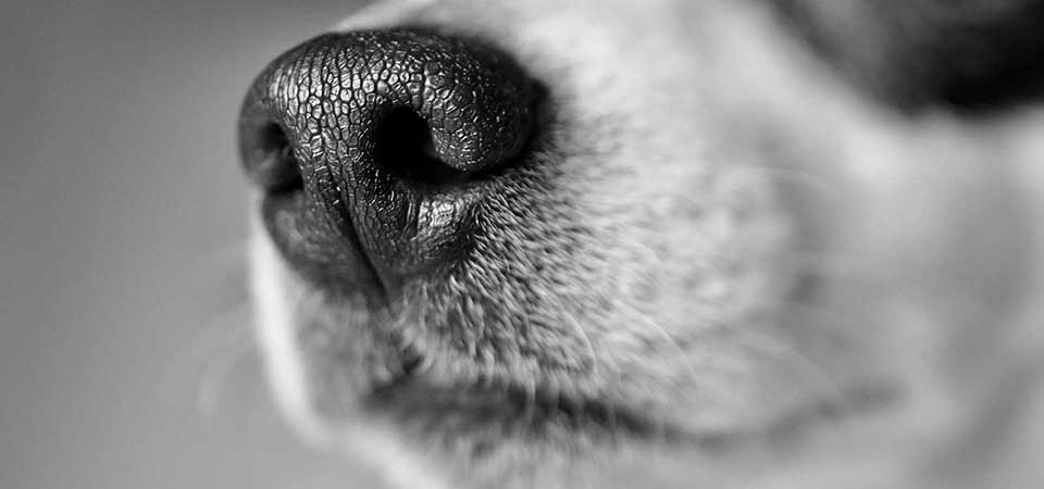 jack-russel-nose