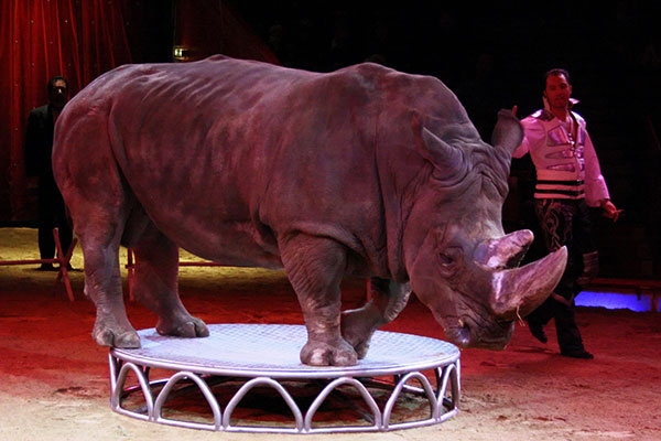 circus-animals247133334-3E6A-CAF0-06CA-D180E3AFF28E.jpg