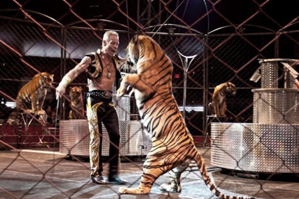 circus-animals864FD1879-85FD-80F5-89AD-B28DCD910E77.jpg