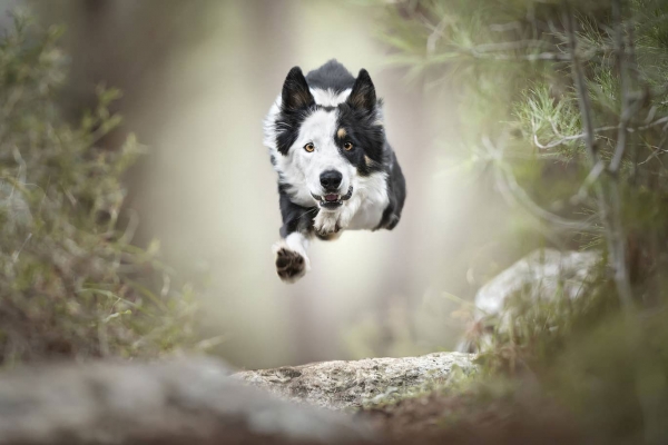 swns-jumping-dogs-09497831AC-68C4-4DF5-E6F2-E0E72FF1C17E.jpg