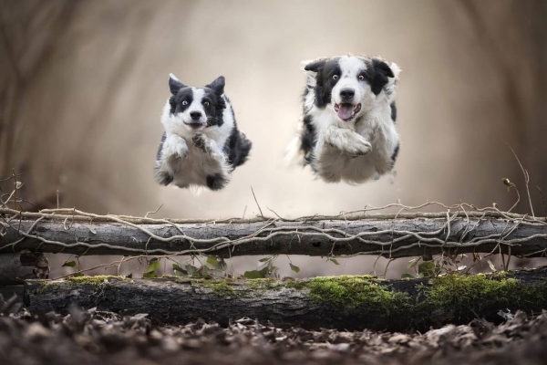 swns-jumping-dogs-129CC51A0A-0F88-86CA-A98E-3E87054A671E.jpg