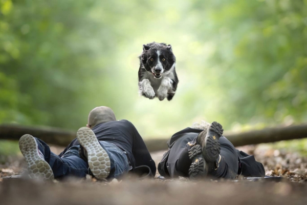 swns-jumping-dogs-159E145E8B-FA85-AD70-42B1-375A8169EFDD.jpg