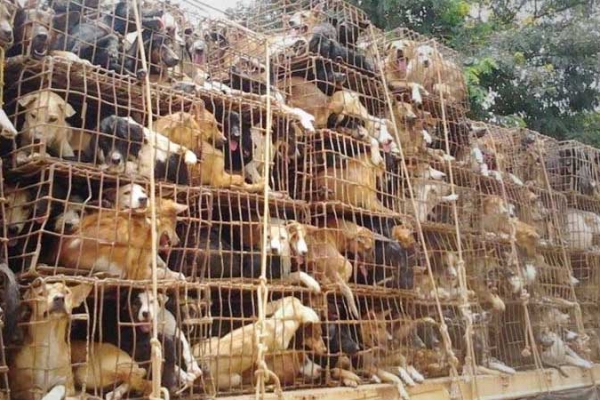 yulin28D6D9670-BA34-79A7-3B76-CF4C9276FB42.jpg