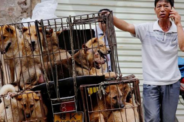 yulin35DDAF2D4-4261-8197-2D2C-49972BB07FA4.jpg