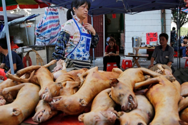 yulin42DDFFC49-B486-88CC-E607-F01B38217B4F.jpg