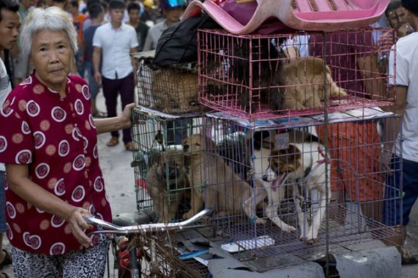 yulin553AC716B-C6CD-ADF4-C012-AFD5E73466A4.jpg