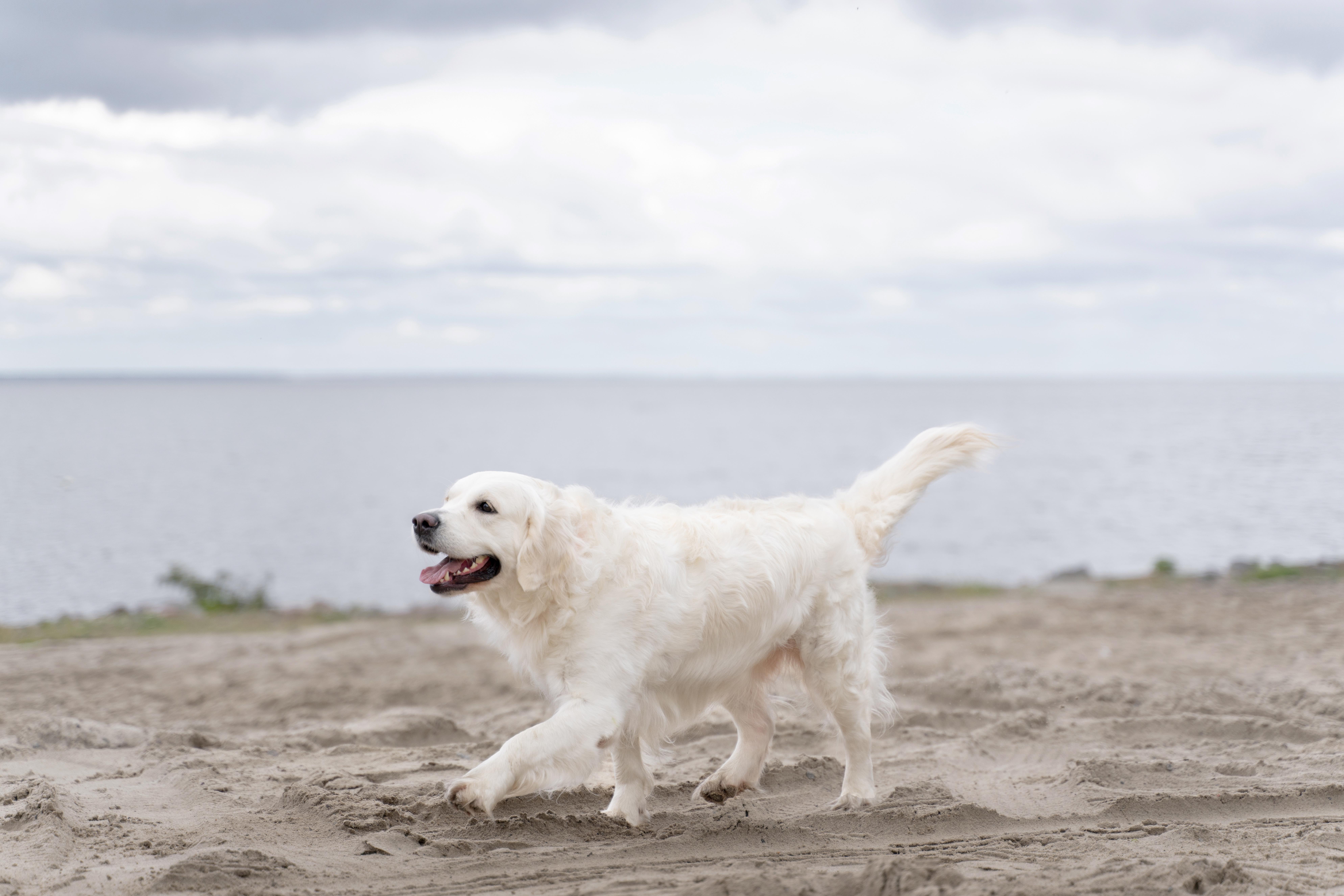 cute-dog-walking-beach