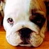 Bulldog