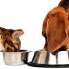 dog and cat feeding