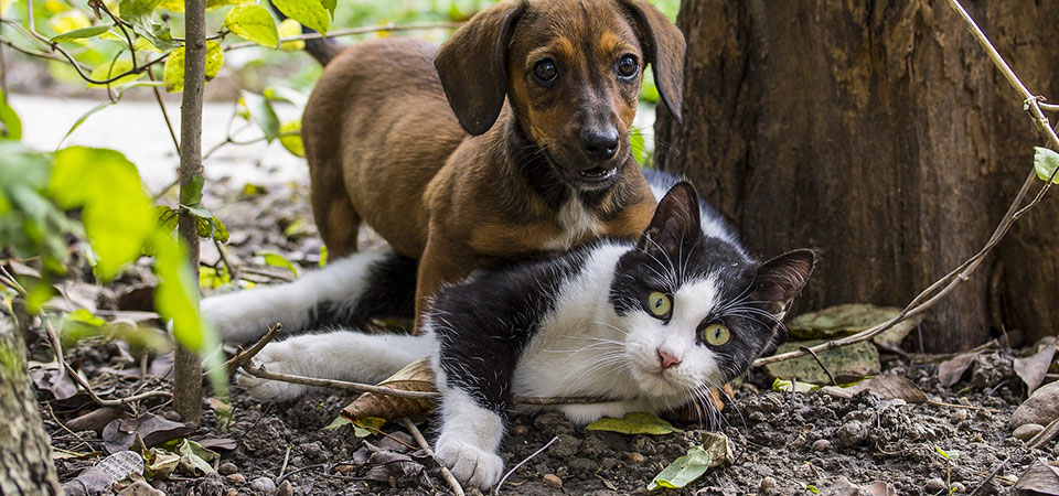 dog and cat feeding