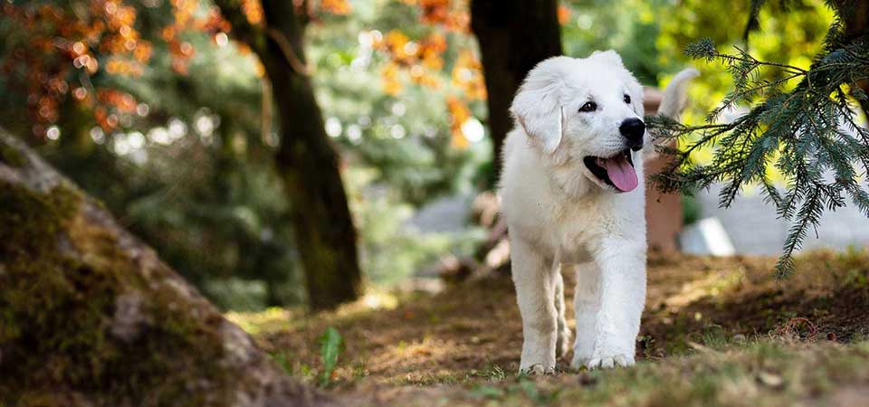 Labrador Dog