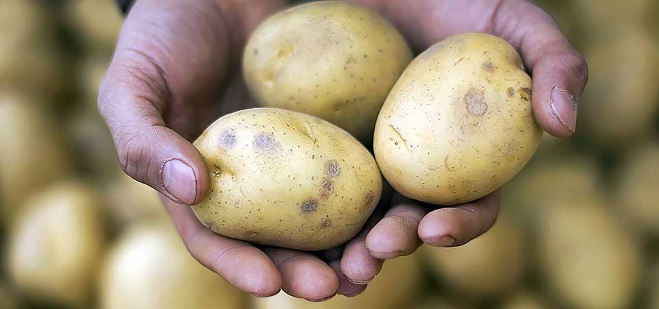 potato plant