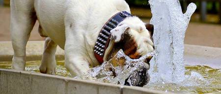 Η υπερβολική κατανάλωση νερού μπορεί να σκοτώσει τον σκύλο μας (water intoxication)