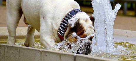 Η υπερβολική κατανάλωση νερού μπορεί να σκοτώσει τον σκύλο μας (water intoxication)