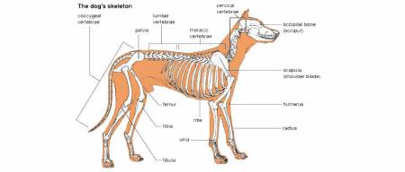 Η σκελετική δομή του σκύλου μας 