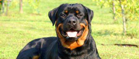 Rottweiler