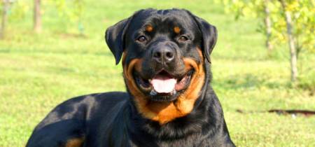 Rottweiler