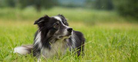  Διροφιλαρίωση | Μία σοβαρή απειλή για την υγεία του σκύλου μας