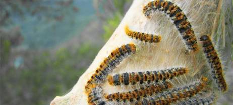 Οι κάμπιες των πεύκων είναι επικίνδυνες για τον σκύλο μας