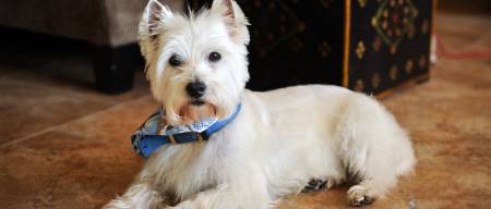 West Highland White Terrier (Westie)