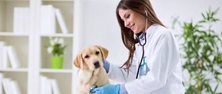 Πότε πρέπει να πας τον σκύλο σου αμέσως στον κτηνίατρο!