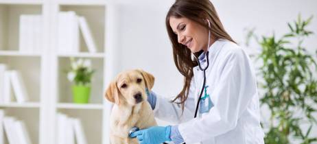 Πότε πρέπει να πας τον σκύλο σου αμέσως στον κτηνίατρο!