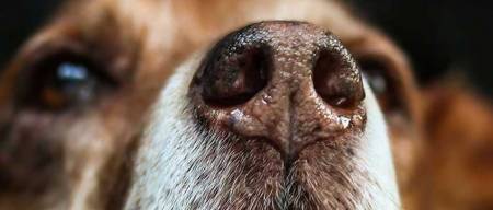 Γιατί η μύτη του σκύλου μου είναι υγρή; Πότε πρέπει να ανησυχήσω;