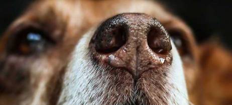 Γιατί η μύτη του σκύλου μου είναι υγρή; Πότε πρέπει να ανησυχήσω;