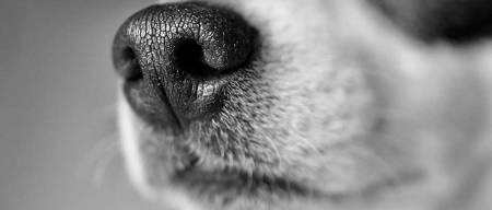 Τι σχέση έχει η μύτη του σκύλου με τα δακτυλικά αποτυπώματα του ανθρώπου;