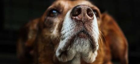Αλλεργίες στο σκύλο – Αιτίες και πρόληψη