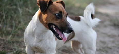 Φροντίστε τα δόντια του σκύλου σας! 