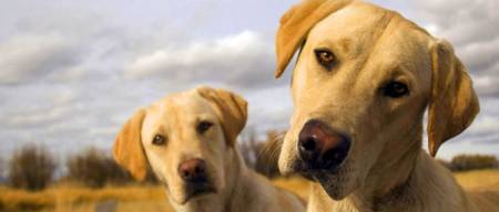 Έρευνα αποκαλύπτει γιατί τα Labrador είναι τόσο λαίμαργα και έχουν προδιάθεση για παχυσαρκία