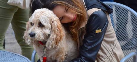 Πυομήτρα στο σκύλο -  Μία σοβαρή ασθένεια