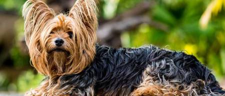 Yorkshire Terrier