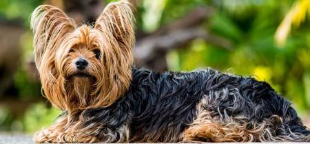 Yorkshire Terrier