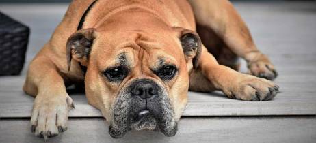 Διάρροια στον σκύλο - Πόσο σοβαρή μπορεί να είναι τελικά; 