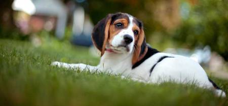  Beagle