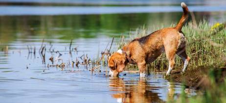 Ο σκύλος μου πίνει ξαφνικά πολύ νερό. Τι μπορεί να συμβαίνει?