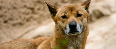 Ο αρχαιότερος και πιο σπάνιος σκύλος ζει - Οι επιστήμονες πίστευαν πως είχε εξαφανιστεί [Photos]