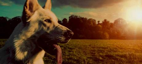 Έλαιο φαρμακευτικής κάνναβης για σκύλους - Πότε και πως μπορεί να βοηθήσει τον σκύλο μας 