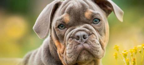 Ο σκύλος μου φτερνίζεται! Πότε πρέπει να ανησυχήσω;