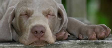 Γιατί δεν πρέπει να ενοχλούμε τον σκύλο όταν χαλαρώνει ή κοιμάται!