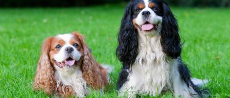 Cavalier King Charles Spaniel