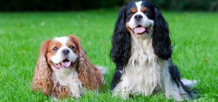 Cavalier King Charles Spaniel