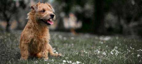 Κινδυνεύει ο σκύλος μου εάν φάει κόπρανα γάτας;