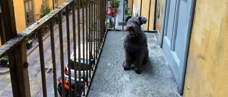 Διατήρηση σκύλου σε μπαλκόνι; 300 ευρώ πρόστιμο και προσωπική κράτηση ενός μηνός