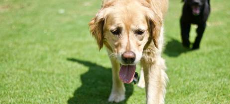 Ο σκύλος μου παρουσιάζει αστάθεια στο βάδισμα