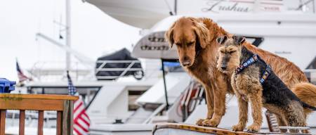 Ταξιδεύοντας με το σκύλο | Πλοίο