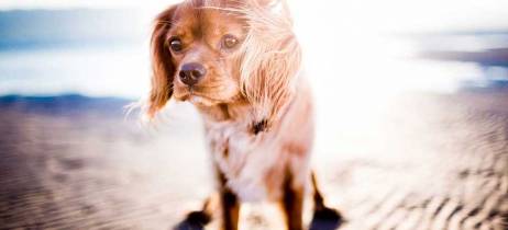 Προστάτεψε τον σκύλο σου από τη ζέστη