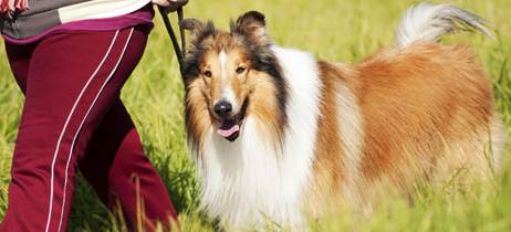 Ψύλλοι | Προστάτεψε το σκύλο και τη οικογένεια σου